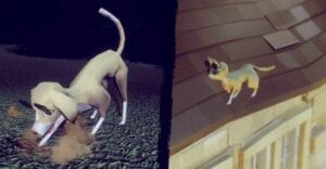 pets in the good life game