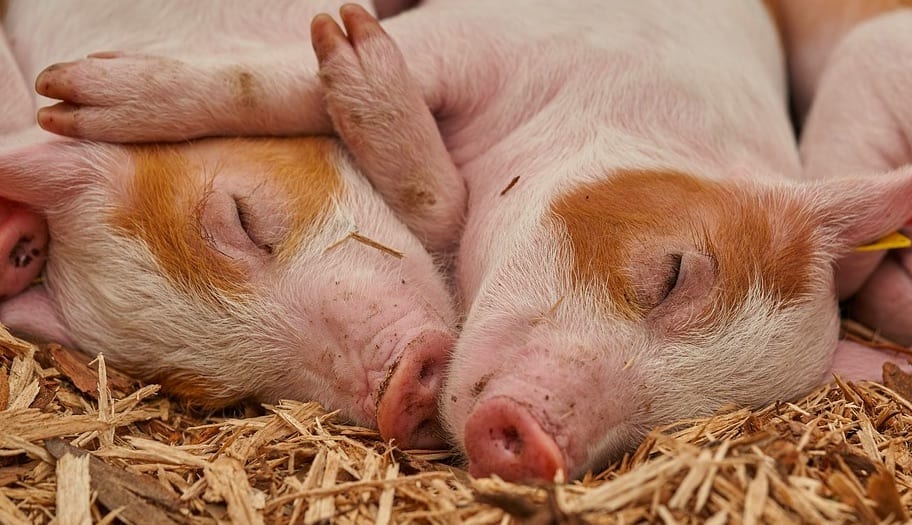 pigs