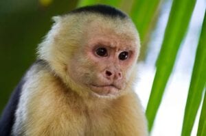 monkey