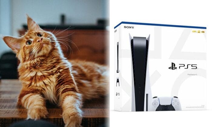 Cat next to a PS5 box