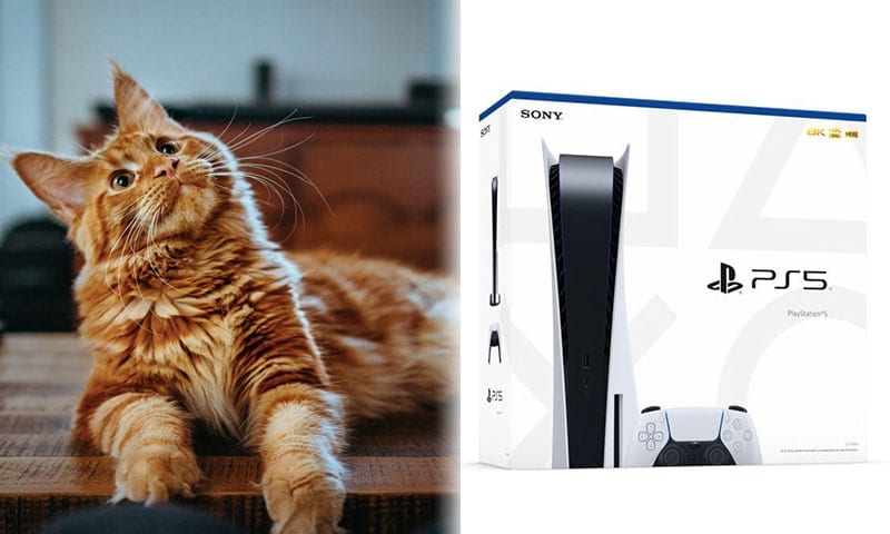 Cat next to a PS5 box
