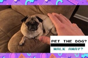 Image of a dog from Pet The Dog game