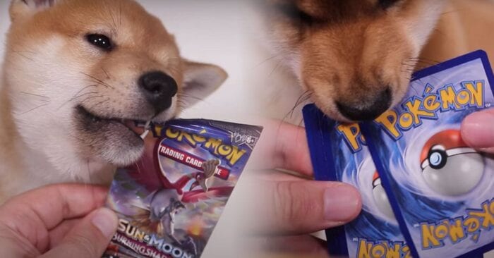 maxmoefoe shiba