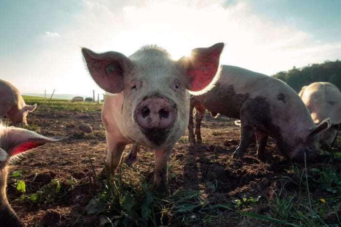 pig stock photo