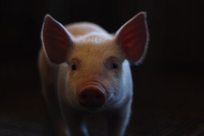 pig stock photo
