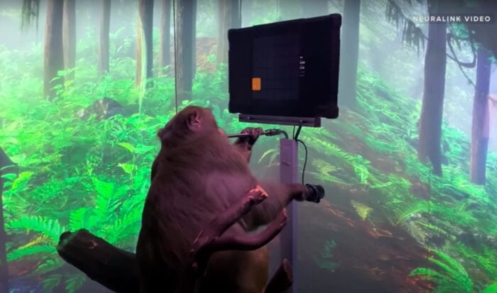 elon-monkey