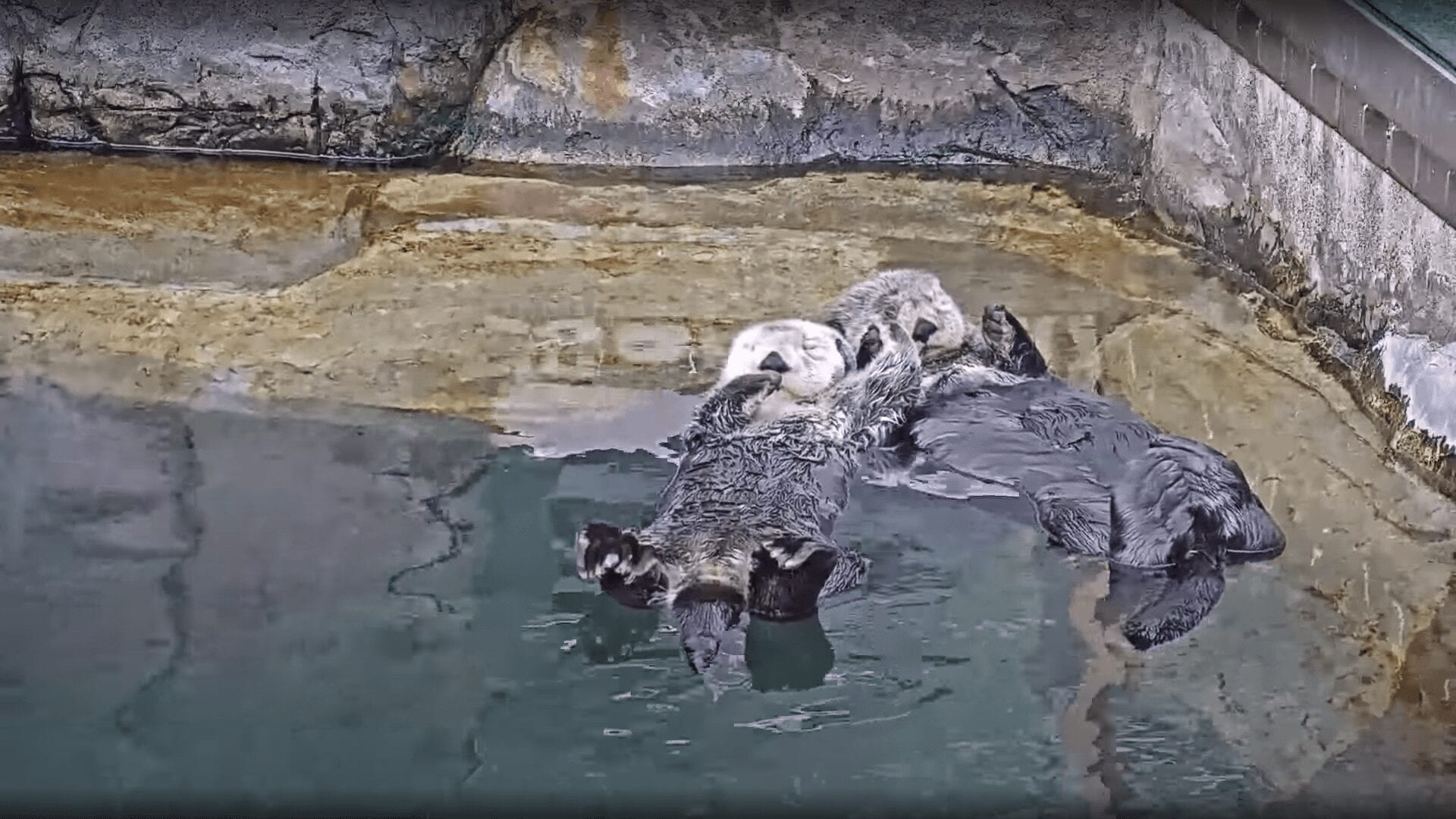 Otters 3