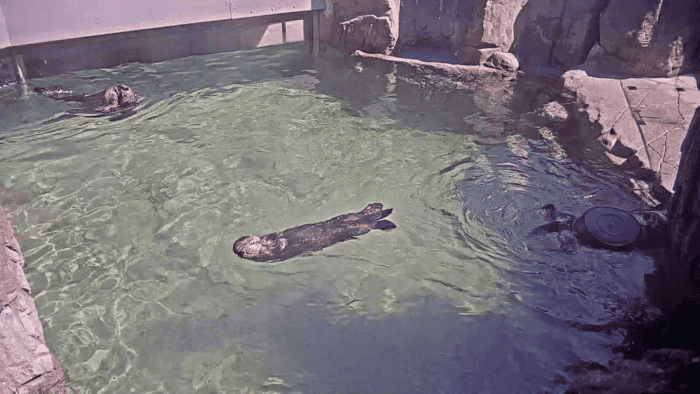 Otters 2