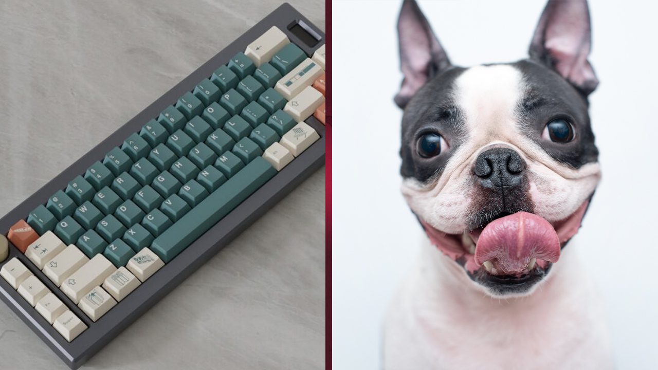A dog and a keyboard
